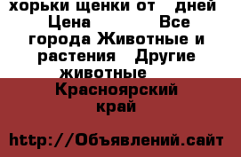 хорьки щенки от 35дней › Цена ­ 4 000 - Все города Животные и растения » Другие животные   . Красноярский край